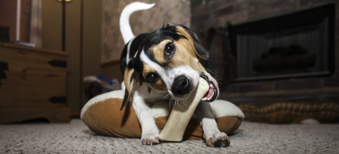 Comment occuper mon chien quand il est seul ? Chien Vie