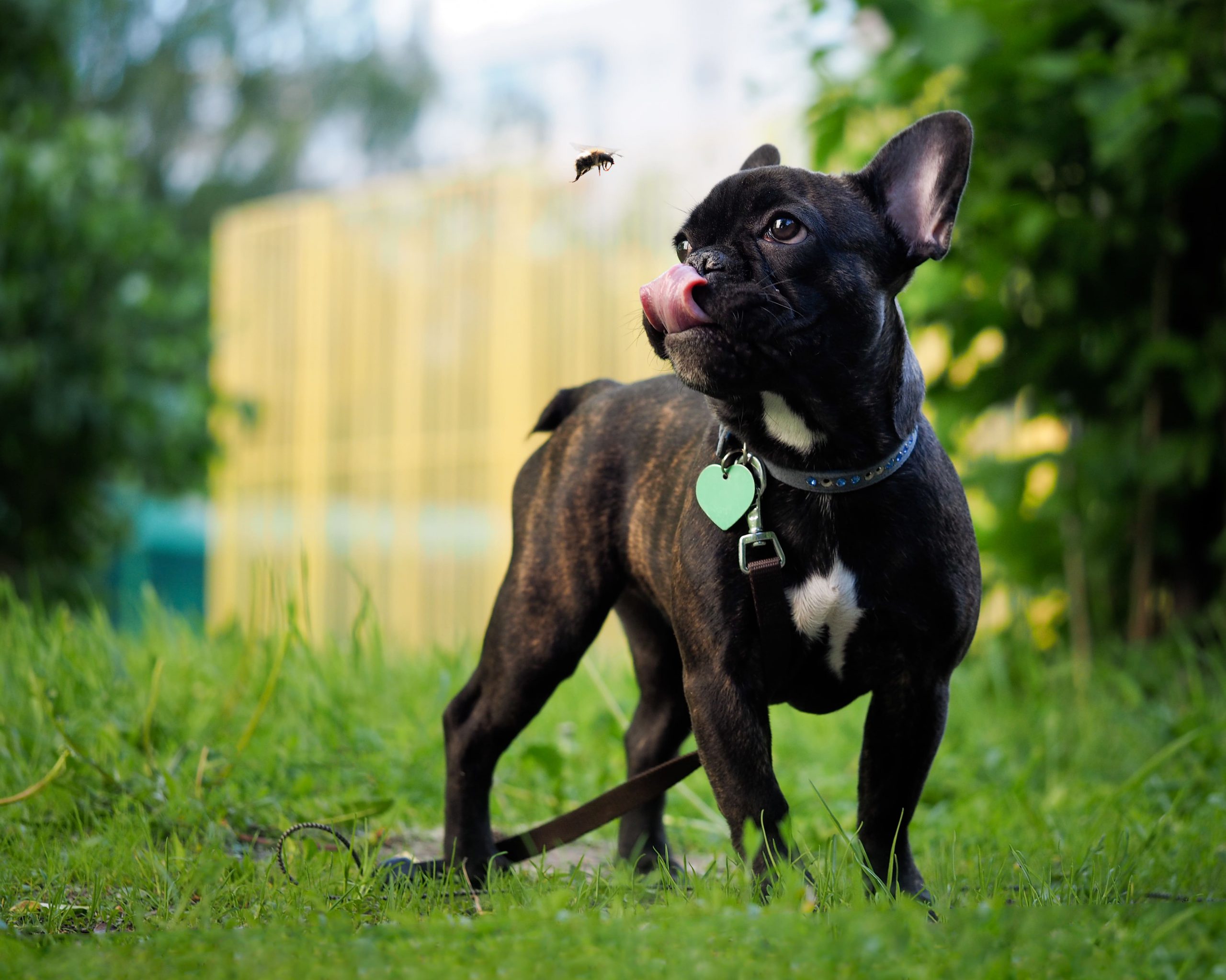 Croquettes aux insectes : un business à surveiller Chien Vie et