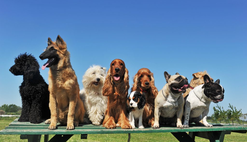 Détartrage du chien 100% agréable : les incontournables de la 